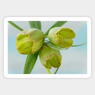 Fritillaria pontica  AGM  Fritillary Sticker